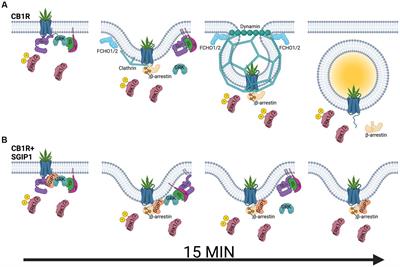 SGIP1 in axons prevents internalization of desensitized CB1R and modifies its function